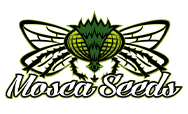 Mosca Seeds