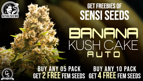 The Choice Seedbank - Buy Cannabis Seeds Online | Best Marijuana Seeds UK