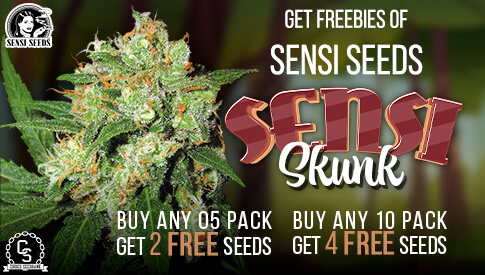 The Choice Seedbank - Buy Cannabis Seeds Online | Best Marijuana Seeds UK