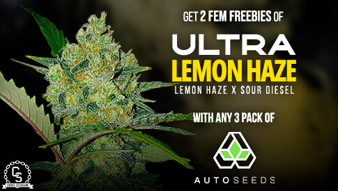 Auto Seeds Ultra Lemon Haze