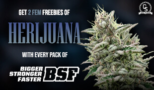 BSF - Herijuana