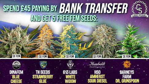 The Choice Seedbank - Buy Cannabis Seeds Online | Best Marijuana Seeds UK