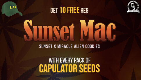 Capulator Seeds - Sunset Mac