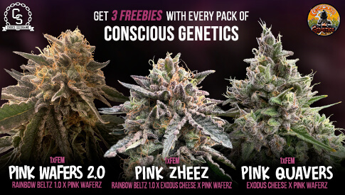 Conscious Genetics 3 freebies