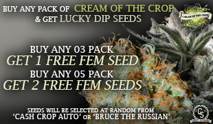 Marijuana seeds promotions