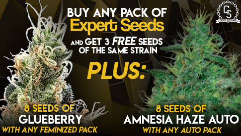 The Choice Seedbank - Buy Cannabis Seeds Online | Best Marijuana Seeds UK