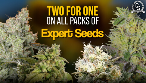 Expert Seeds BOGOF