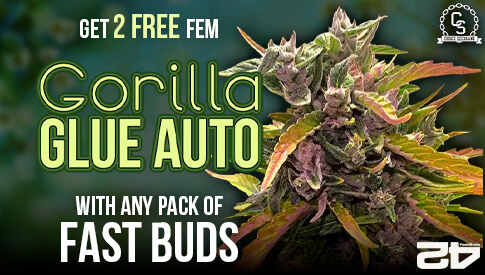 Fast Buds Gorilla Glue Auto