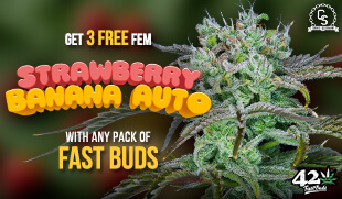 Fast Buds Strawberry Banana Auto