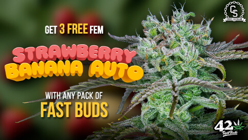 Fast Buds Strawberry Banana Auto