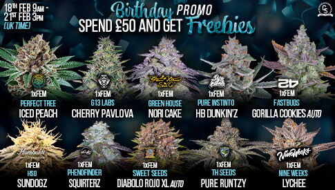 Birthday Promo