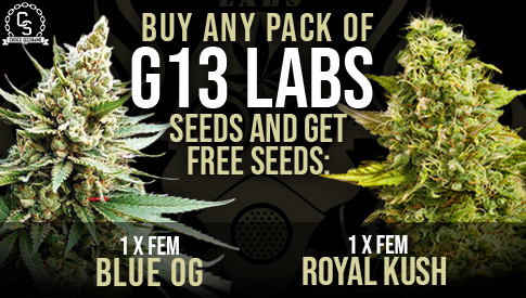 The Choice Seedbank - Buy Cannabis Seeds Online | Best Marijuana Seeds UK