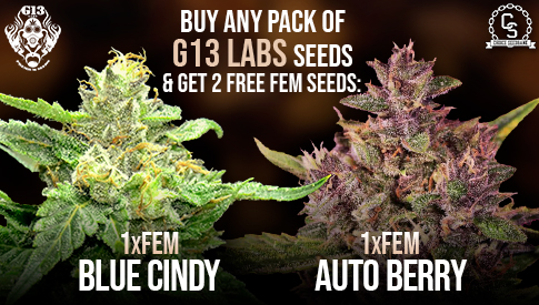 The Choice Seedbank - Buy Cannabis Seeds Online | Best Marijuana Seeds UK