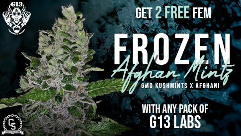 G13 - Frozen Aghan Mintz