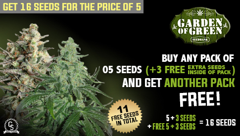 The Choice Seedbank - Buy Cannabis Seeds Online | Best Marijuana Seeds UK