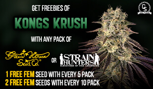 Green House Seeds or Strain Hunters - Kongs Krush