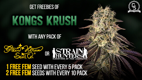 Green House Seeds or Strain Hunters - Kongs Krush