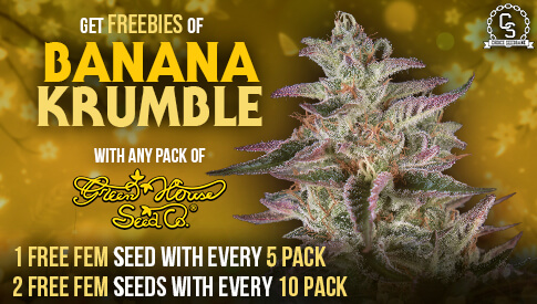 Green House Seeds - Banana Krumble