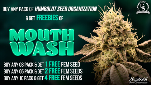 The Choice Seedbank - Buy Cannabis Seeds Online | Best Marijuana Seeds UK