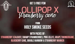 Holy Smoke Seeds - Lollipop x Strawberry Cane