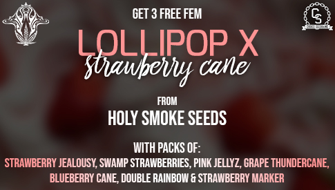 Holy Smoke Seeds - Lollipop x Strawberry Cane