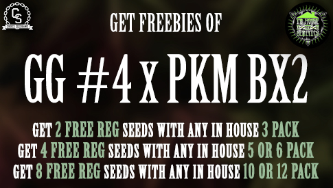 In House Genetics - GG4 x PKM BX2