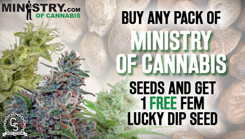 The Choice Seedbank - Buy Cannabis Seeds Online 