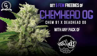 Pheno Finder - ChemHead OG