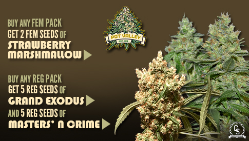 The Choice Seedbank - Buy Cannabis Seeds Online 