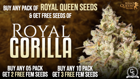 The Choice Seedbank - Buy Cannabis Seeds Online | Best Marijuana Seeds UK