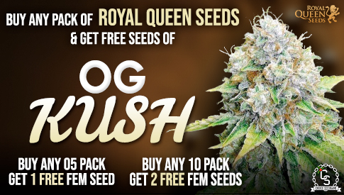 The Choice Seedbank - Buy Cannabis Seeds Online 