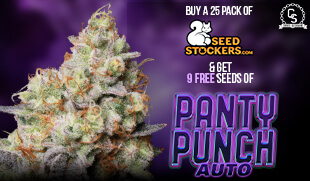 Seedstockers Panty Punch Auto MAY