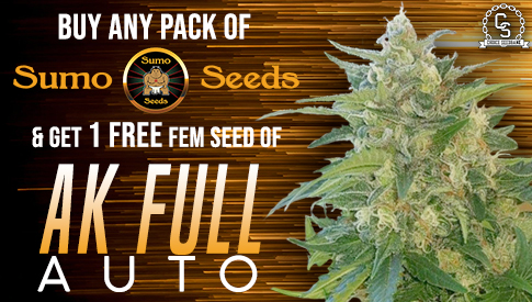 The Choice Seedbank - Buy Cannabis Seeds Online 