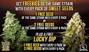 Sweet Seeds Freebies same strain & Lucky Dip