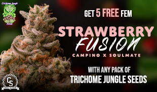 Trichome Jungle Seeds Strawberry Fusion