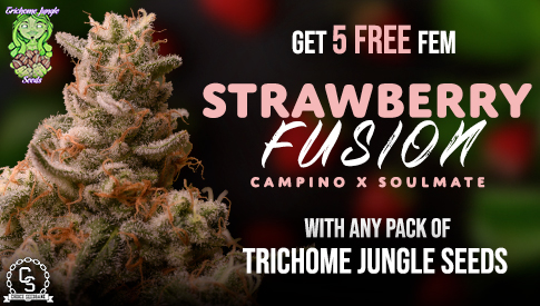 Trichome Jungle Seeds Strawberry Fusion