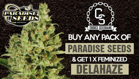 The Choice Seedbank - Buy Cannabis Seeds Online | Best Marijuana Seeds UK