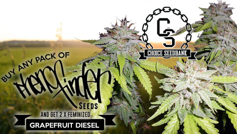 The Choice Seedbank - Buy Cannabis Seeds Online | Best Marijuana Seeds UK