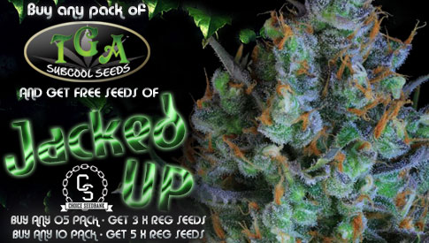 The Choice Seedbank - Buy Cannabis Seeds Online | Best Marijuana Seeds UK