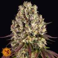 Barneys Farm Seeds Sour Diesel