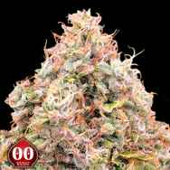 00 Seeds Dos-si-dos Cookies Fast