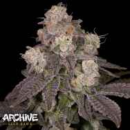 Archive Seeds Moonbow 112 IX