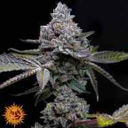 Barneys Farm Seeds Apple Fritter