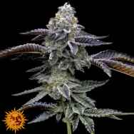 Barneys Farm Seeds Blue Dream