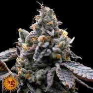 Barneys Farm Seeds GMO Cookies