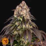 Barneys Farm Seeds Girl Scout Cookies