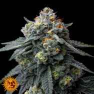 Barneys Farm Seeds Jealousy