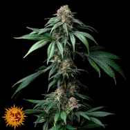 Barneys Farm Seeds Mendo Breath