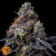 Barneys Farm Seeds Rainbow Sherbet