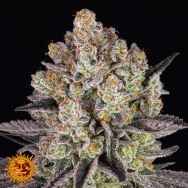 Barneys Farm Seeds Runtz